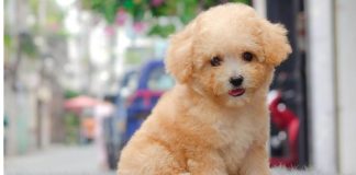 Bán Chó Poodle Thuần Chủng