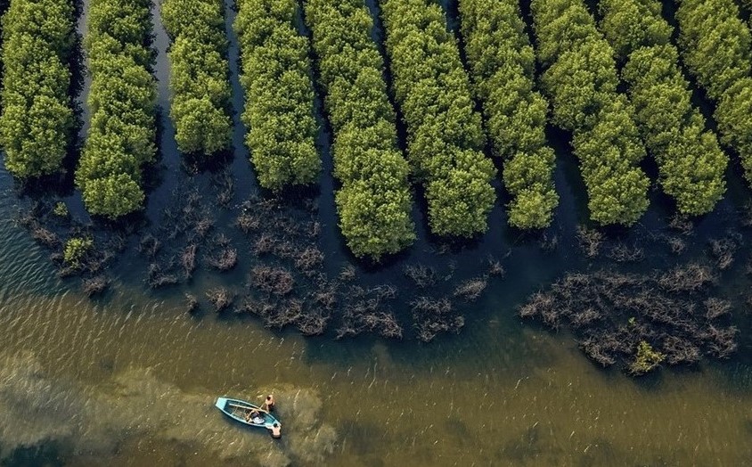 Khu du lịch sinh thái rừng ngập mặn xã Đại Hợp